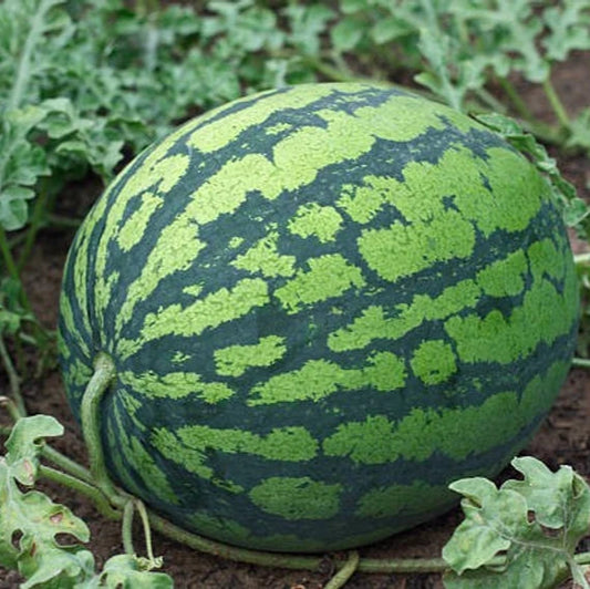 Watermelon F1 Hybrid Green Aalam Daksh Vegetable Seeds