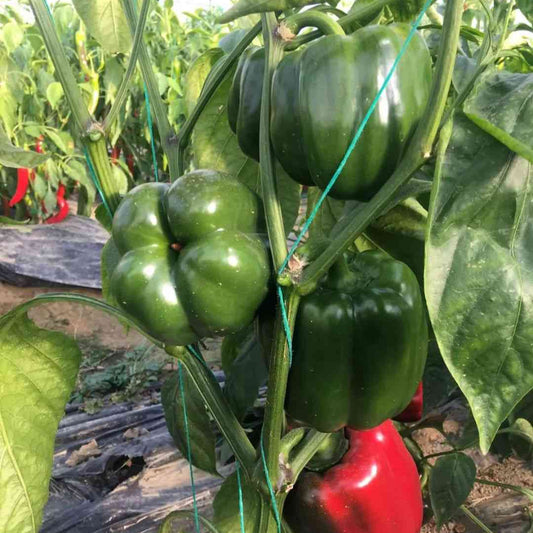 California Wonder Sweet Pepper Seeds