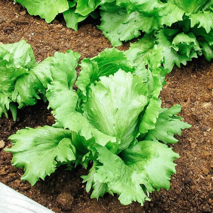 Crisp Head Great Lakes Lettuce & Green Microgreens Seed Salad Mix