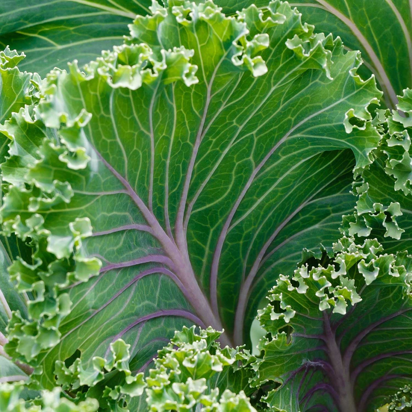 Fresh Kale Leaf (Brassica Oleracea) - Nutritious & Organic Greens Exotic Vegetable Seeds