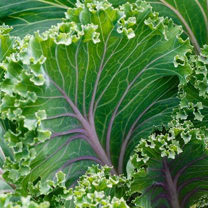 Fresh Kale Leaf (Brassica Oleracea) - Nutritious & Organic Greens Exotic Vegetable Seeds