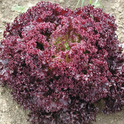 FL Black Dark Rose Lettuce - Iollo Rosso Type Exotic Vegetable Seeds
