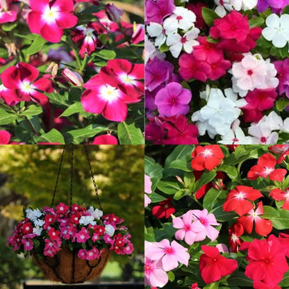 Vinca F1 Nana Mixed Summer Flower Seeds