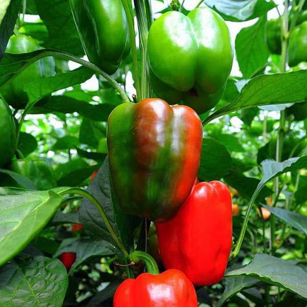 California Wonder Sweet Pepper Seeds