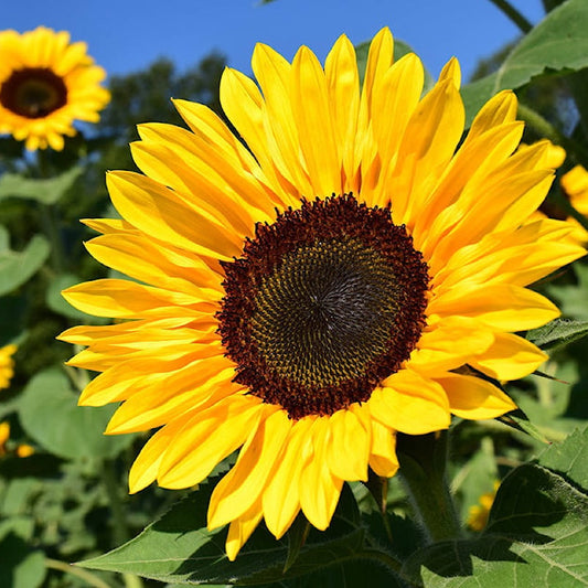 Sunflower Edible Flower & Leaf Seeds