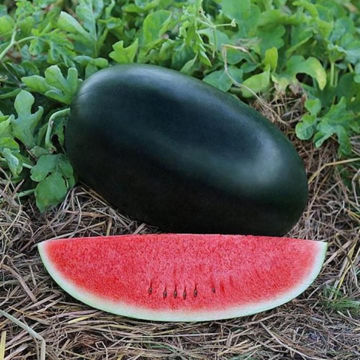 Watermelon F1 Sanya 786 Icebox Vegetable Seeds