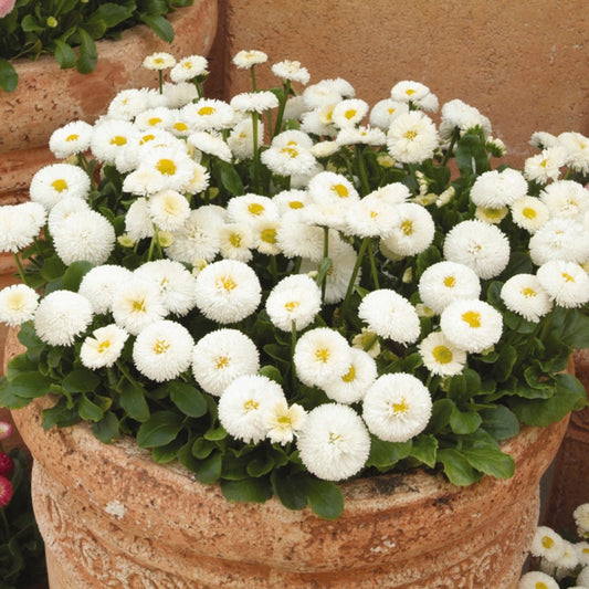 Bellis Perennis ‘White Daisy’ Winter Flower Seeds