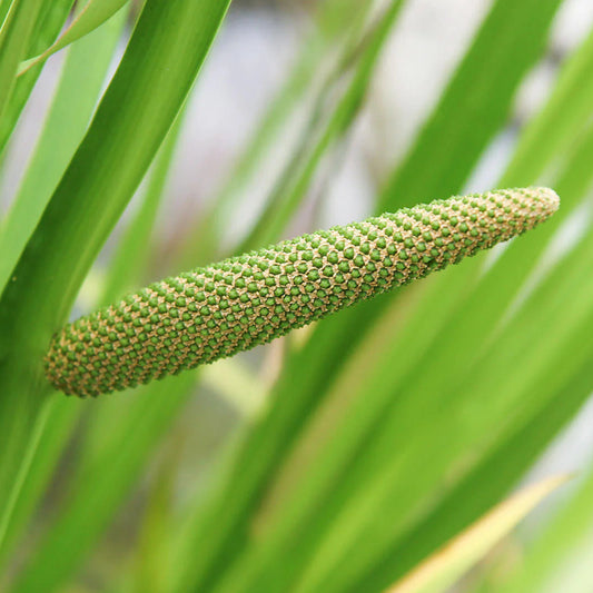 Acorus Calamus Herb Seeds