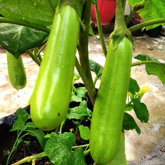 F1 Green Long Brinjal-Eggplant Vegetable Seeds