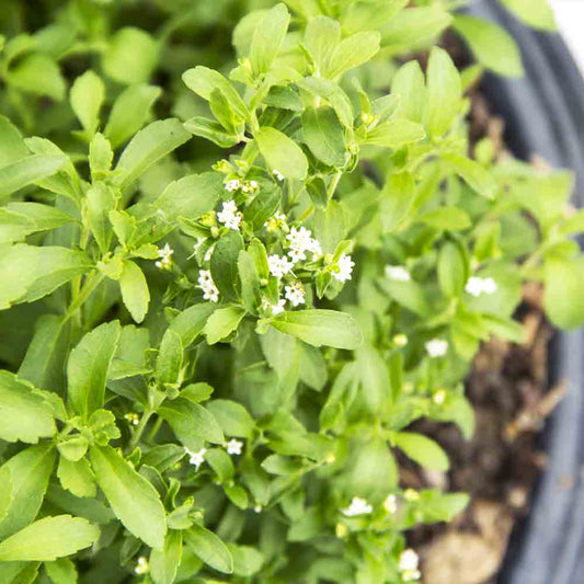 Stevia Rebaudiana Herb Seeds