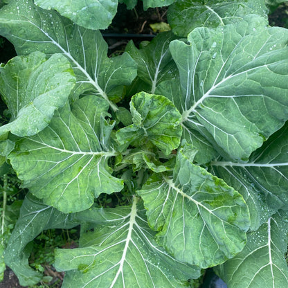 Collard-Swiss Chard Green Microgreens Seeds