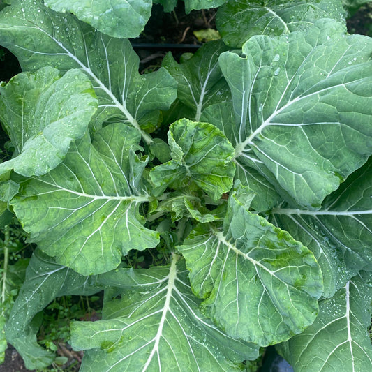 Collard-Swiss Chard Green Microgreens Seeds