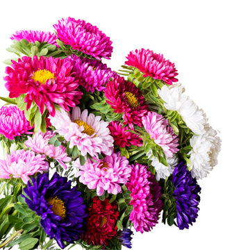 Aster Mixed Color Flower Seeds