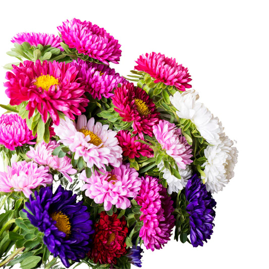 Aster Mixed Color Flower Seeds