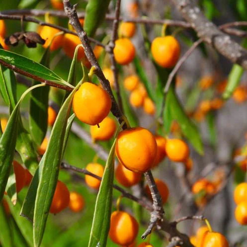 Gumbi Gumbi Seeds