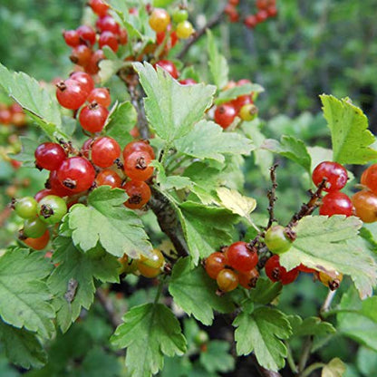 Mountain Currant Seeds