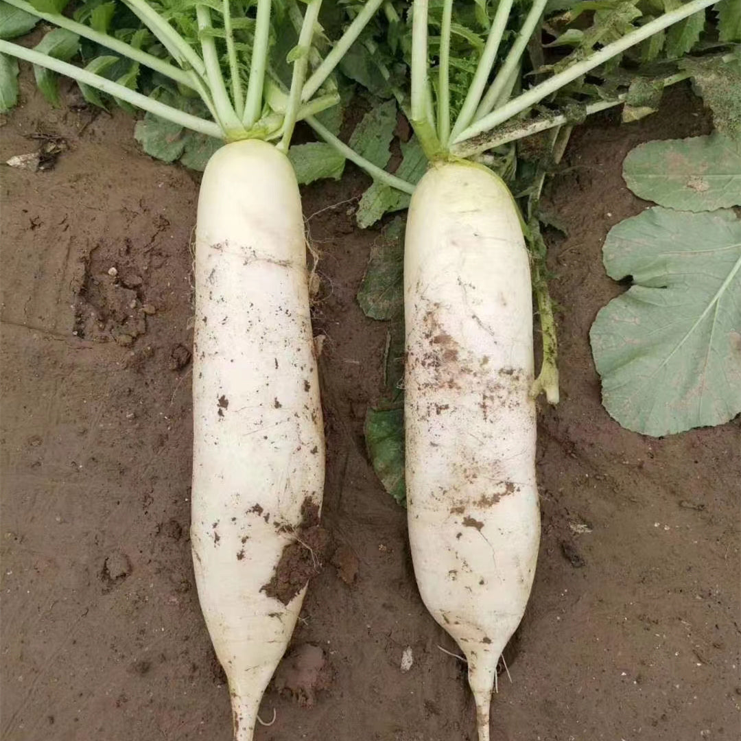 Radish Hybrid Vegetable Seeds