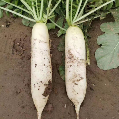 Radish Hybrid Vegetable Seeds