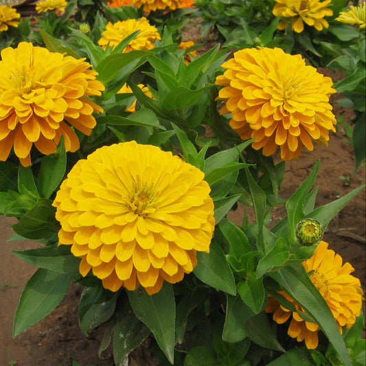 Zinnia F1 Tall Yellow Summer Flower Seeds