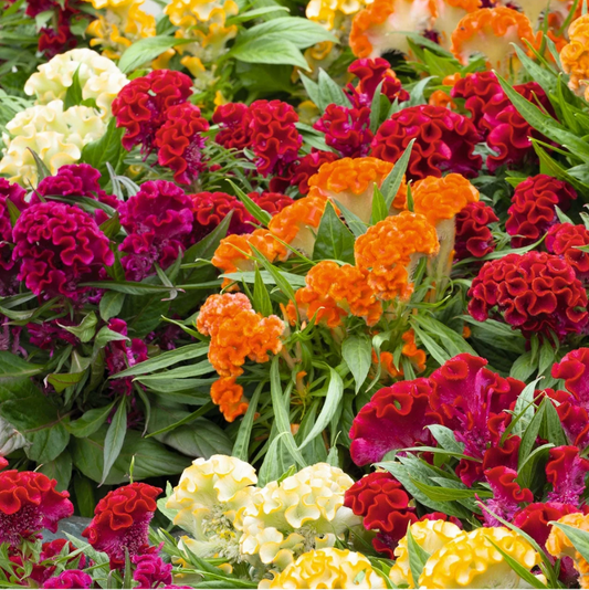 COCKSCOMB Mixed Summer Flower Seeds
