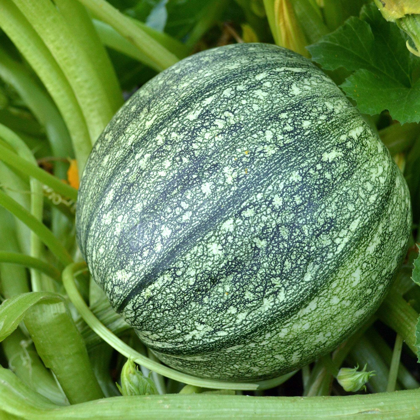 Fresh Round Green Squash/Zucchini - 1 lb.