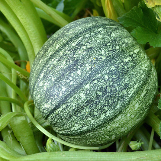 Fresh Round Green Squash/Zucchini - 1 lb.