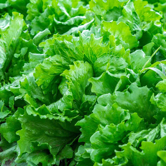 Fresh Iceberg Microgreens Seeds for Nutritious Lettuce Salad