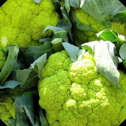 Fresh Green Cauliflower - Verdant & Nutritious Exotic Vegetable Seeds