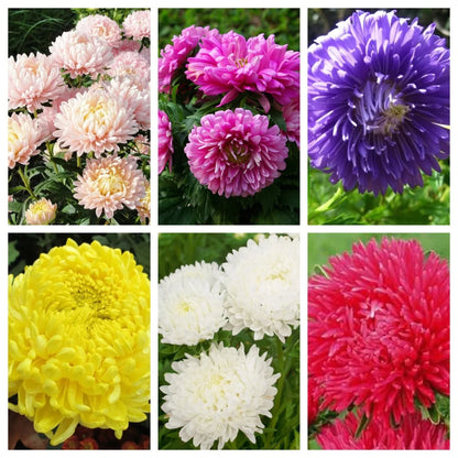 Aster Formula Mixed Seeds
