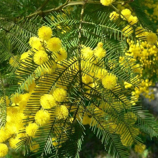 Acacia Decurrens Herb Seeds