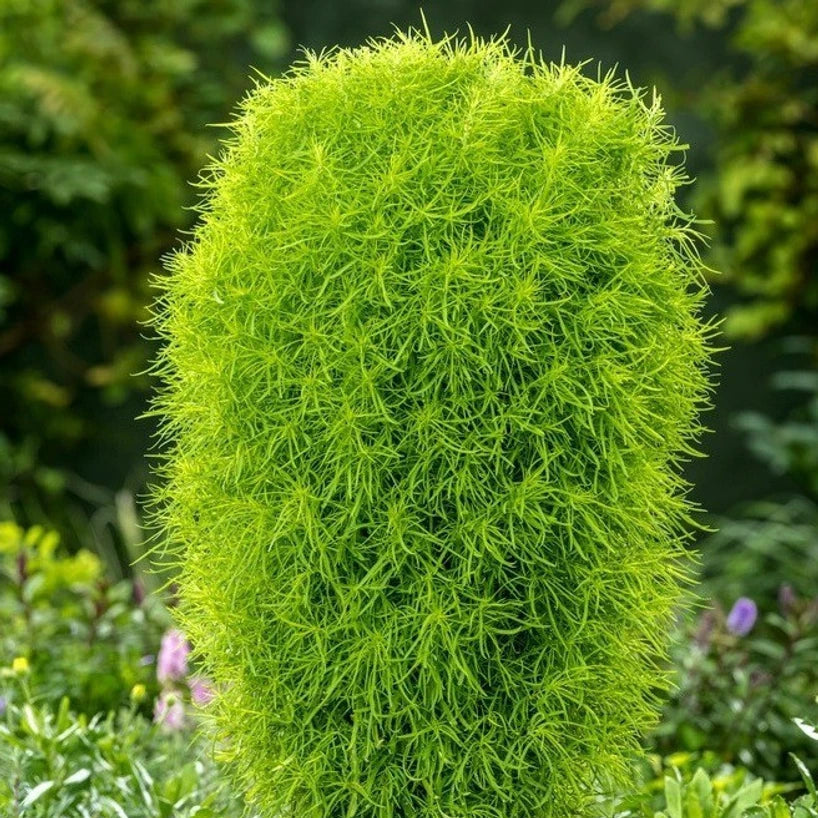 Kochia Burning Bush Seeds