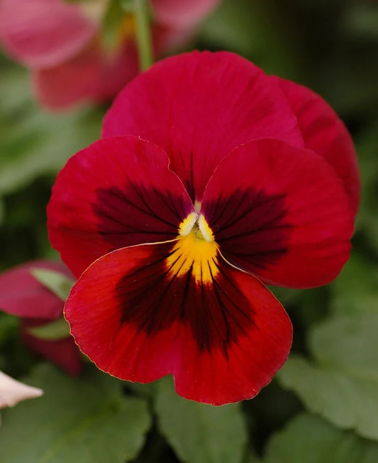 Pansy Scarlet Red Blotch Winter Flower Seeds