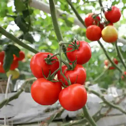 Tomato F1 Suhyana Vegetable Seeds
