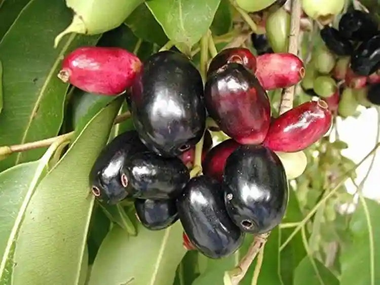 Jamun Herb Seeds
