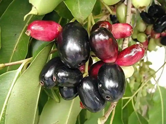 Jamun Herb Seeds