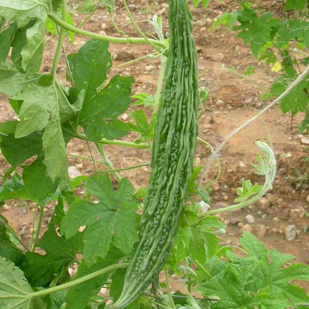 Bitter Gourd Jhalri Long Vegetable Seeds