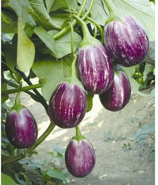 Brinjal Eggplant MK-10 Majrikatti Type Vegetable Seeds