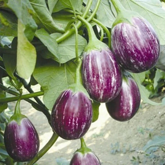 Brinjal-Eggplant F1 CYK MK 124 Majrikatti Type Vegetable Seeds