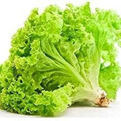 Fresh Iceberg Microgreens Seeds for Nutritious Lettuce Salad