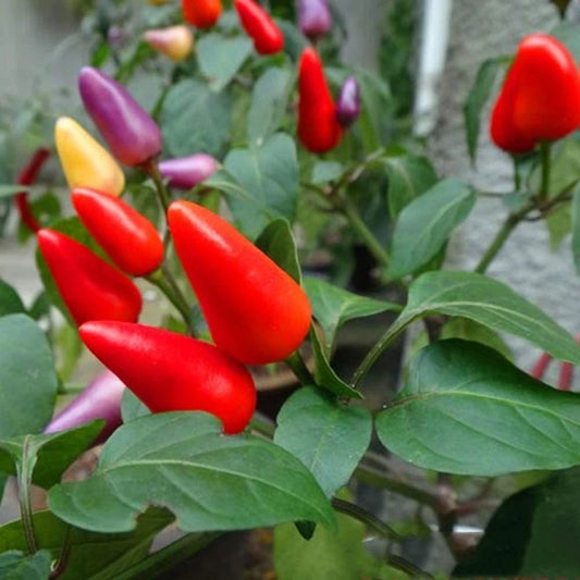 Chilli F1 Thai Skyline Vegetable Seeds