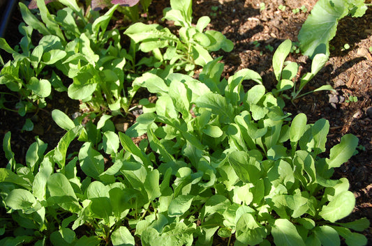 Arugula Rocket Misticanza Microgreens Seeds – Mixed Combo for Sprouting