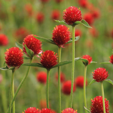 Gomphrena Haageana 'Strawberry' Summer Flower Seeds