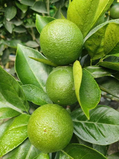 Sweet Lime Fruit Seeds