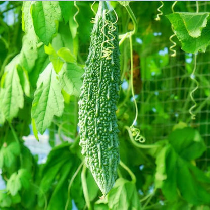 Bitter Gourd Jhalri Long Vegetable Seeds