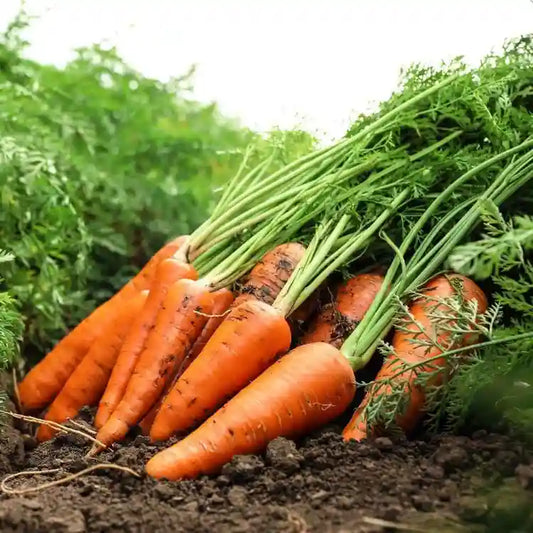 Carrot IMP Karuda Vegetable Seeds