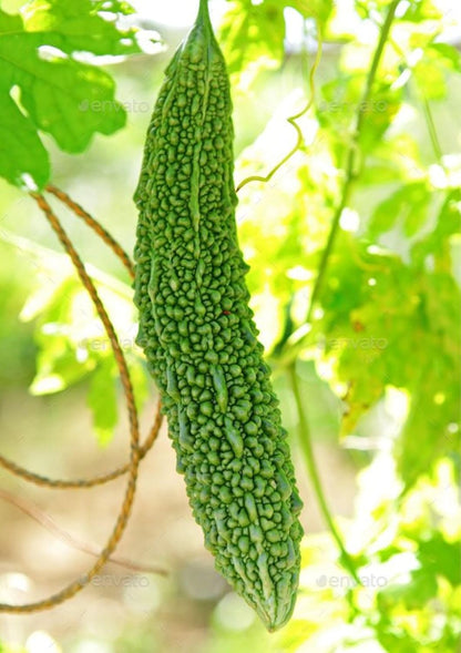 Bitter Gourd Jhalri Long Vegetable Seeds
