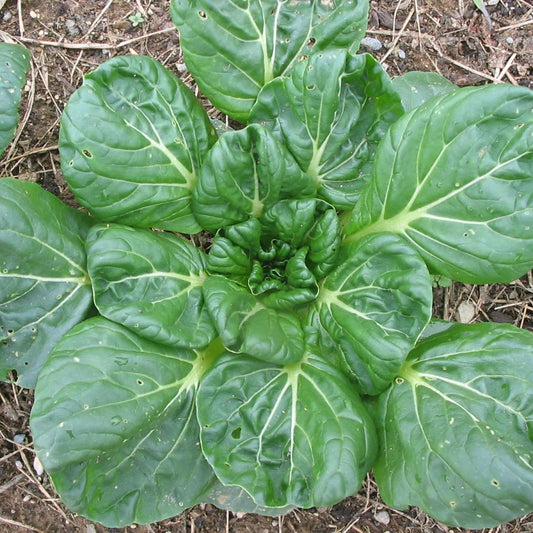Tatsoi Green Herb Seeds
