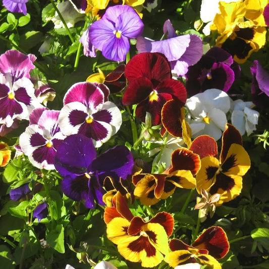 Pansy Blotch Mixed Flower Seeds
