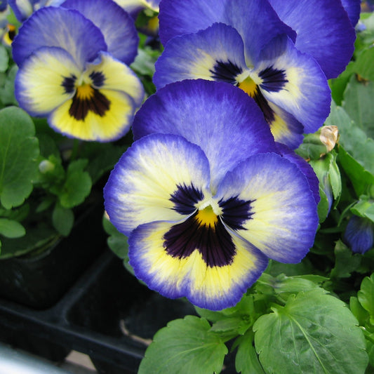 Pansy Celestial Sky Blue Blotch Winter Flower Seeds