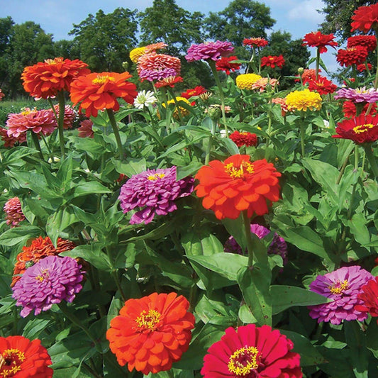 Zinnia F1 Elegans Giant Mixed Summer Flower Seeds